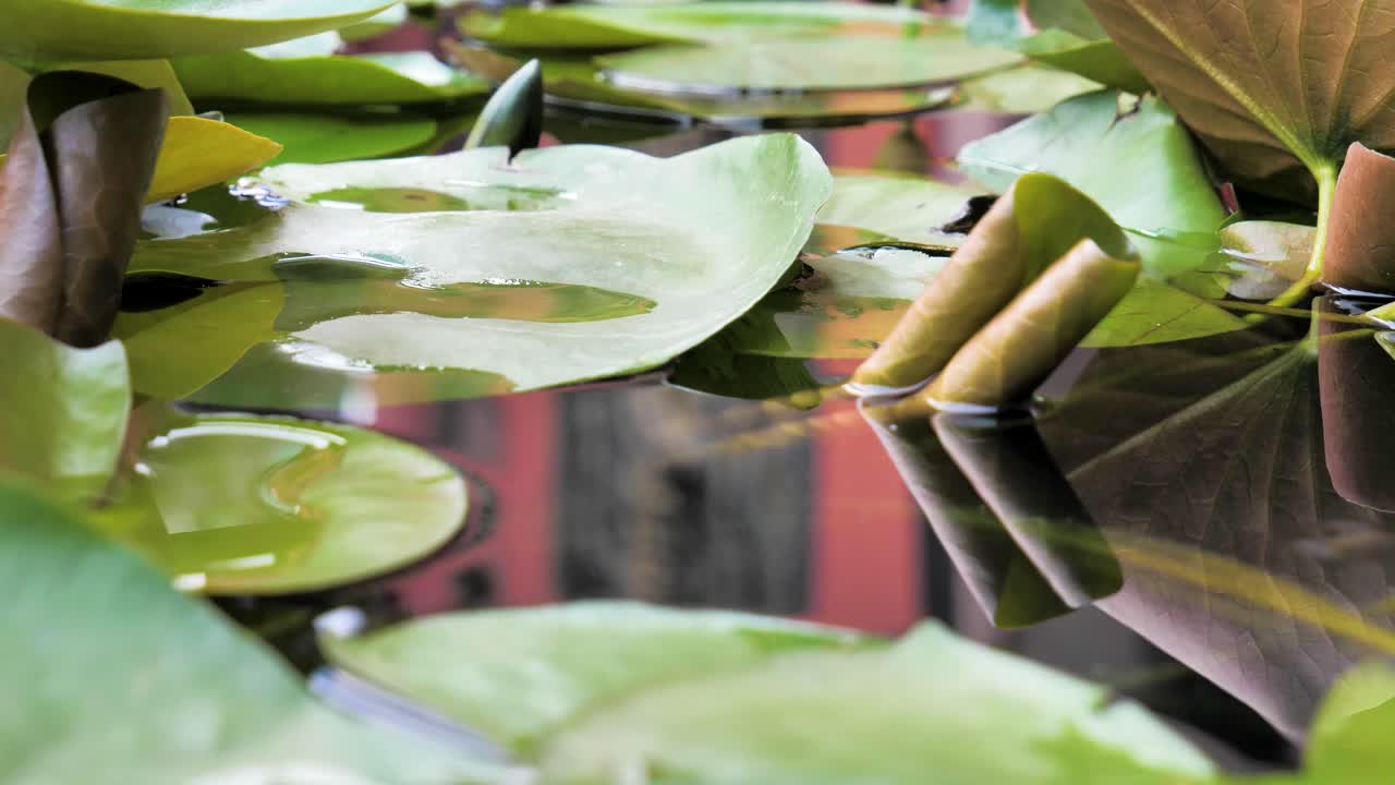 Close up of lotus plant leafs floating at water surface, daytime video shoot, capture location Chengdu, China