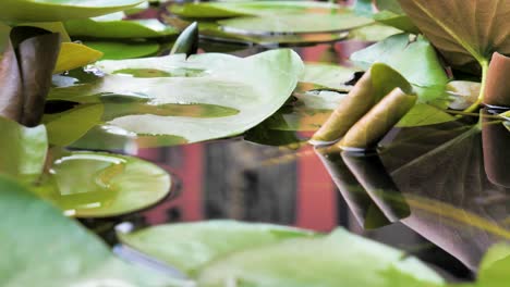 primer plano de las hojas de la planta de loto flotando en la superficie del agua, filmación de video diurna, ubicación de captura chengdu, china