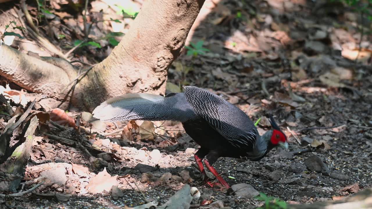 el faisán kalij solitario lophura, buscando alimento en el sotobosque del bosque