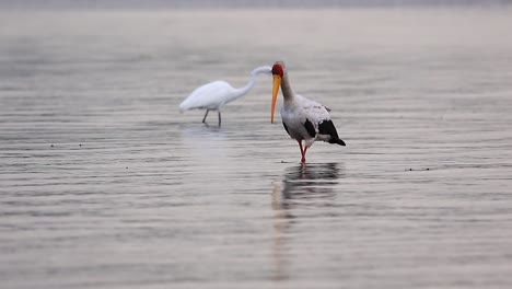 Ein-Gelbschnabelstorch-Und-Ein-Silberreiher-Jagen-Im-Fluss-Nach-Nahrung