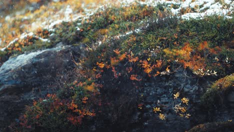 snowflakes gently fall on a rugged tundra hillside, dusting colorful autumn leaves and rocky outcroppings