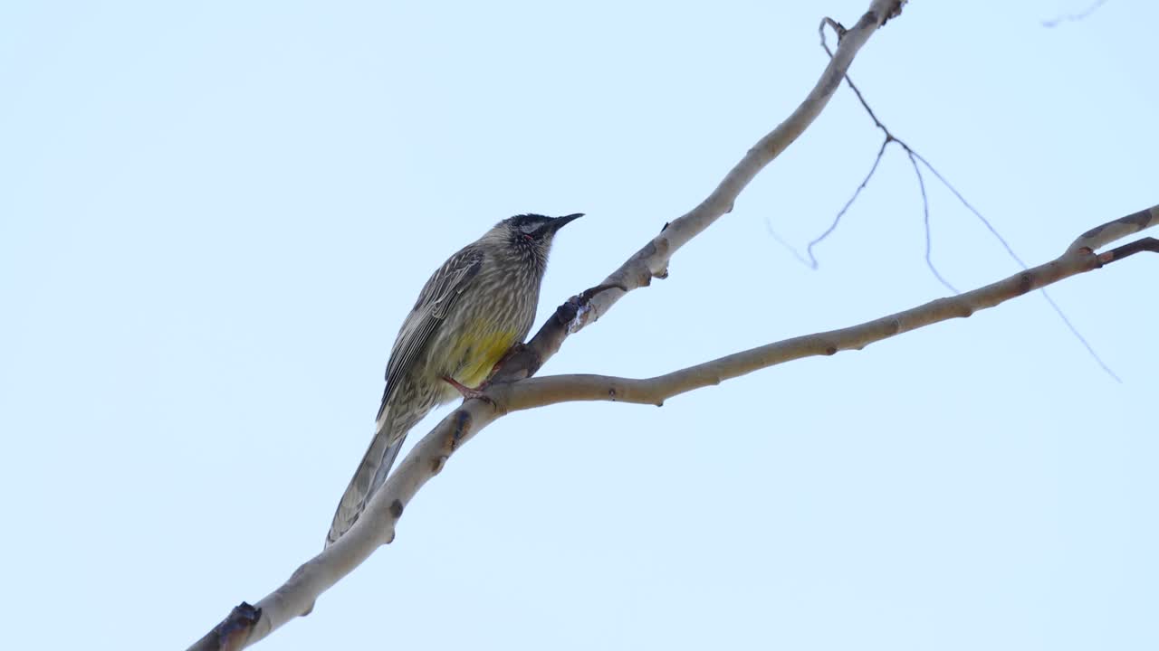 나무 가지 에 서 있는 광부 새