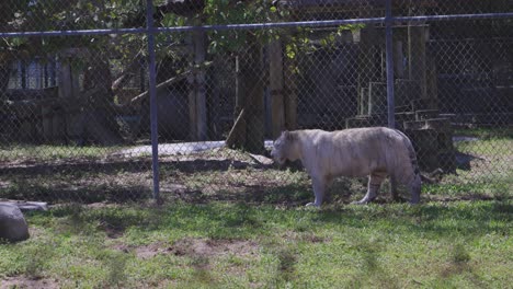 Weißer-Bengaltiger-Läuft-In-Gefangenschaft-Hinter-Einem-Käfig-In-Einem-Großkatzen-Rettungszentrum-In-Florida