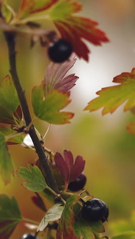 cu, slow motion: black currant bush twigs with berries and small leaves waved by wind on blurred background in summer garden extreme close view