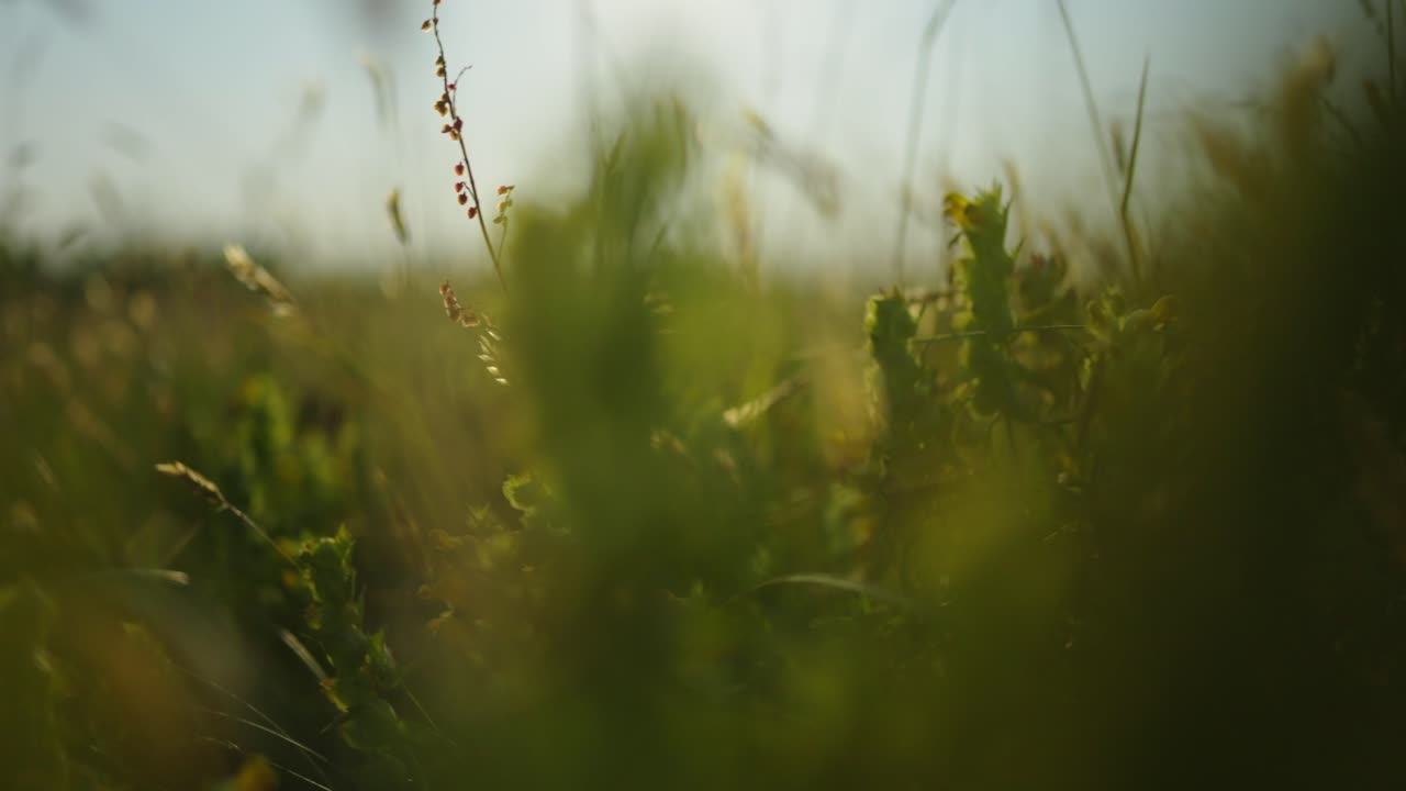 들판 에 있는 야생 꽃 들 의 클로즈업