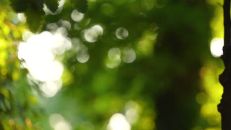 Abstract-nature-out-of-focus-forest-bokeh-background