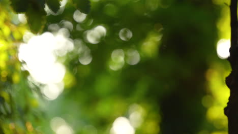 abstract nature out of focus forest bokeh background