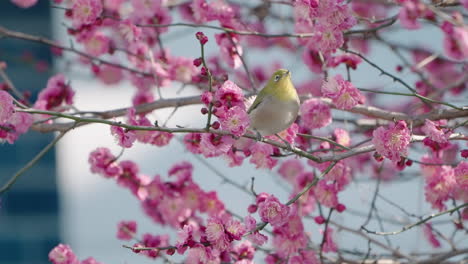 Warbling-white-eye-Sit-Then-Fly-Way-On-Branch-Of-Plum-Tree-With-Beautiful-Pink-Flowers-In-Spring