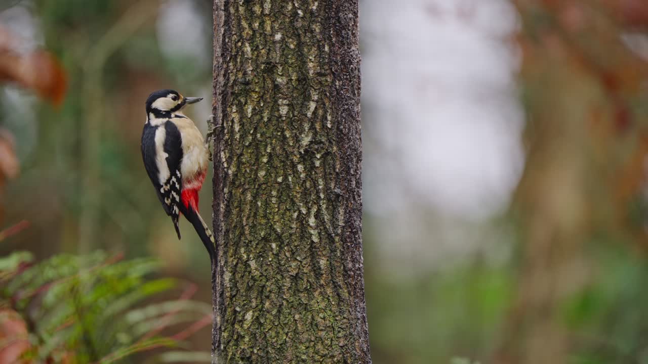 Woodpecker blends with trunk, subtle motion in deep forest