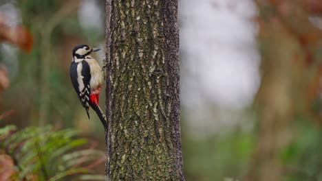 woodpecker blends with trunk, subtle motion in deep forest