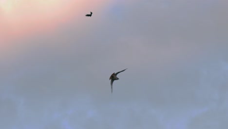 a red-tailed hawk flies just above camera and ascends as it is attacked by two smaller birds