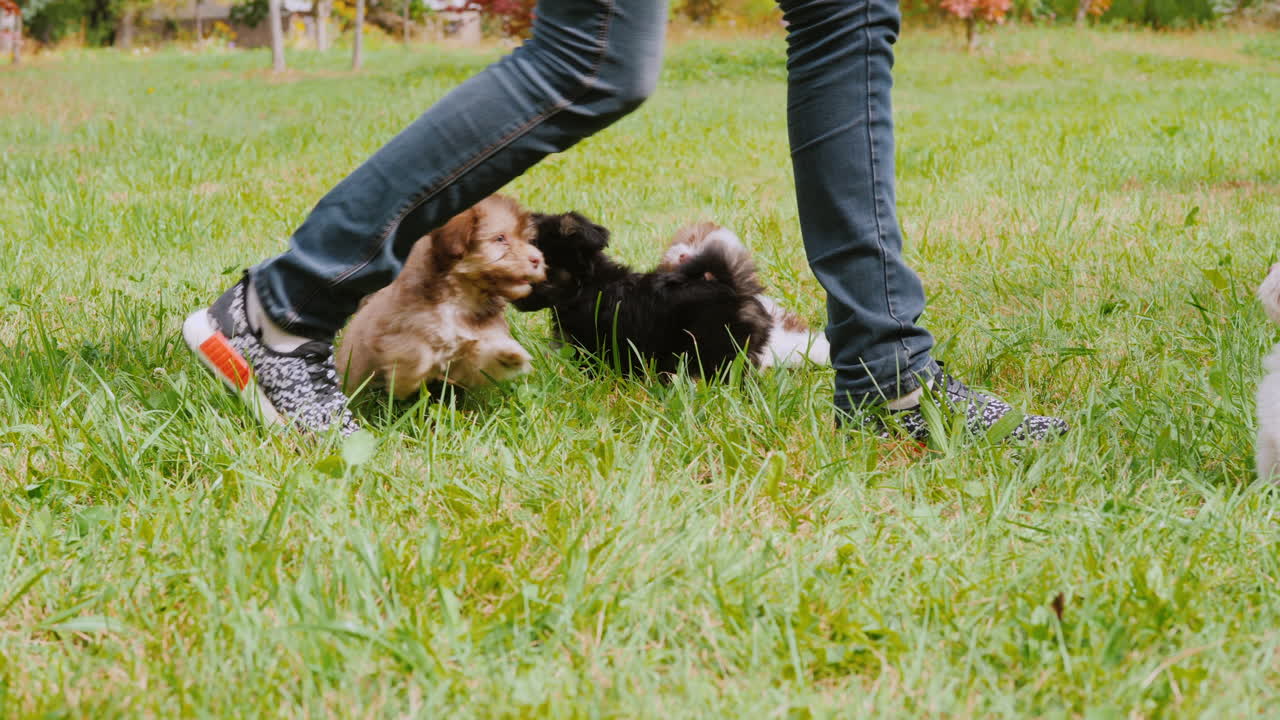 주인을 쫓는 근심 없는 강아지들