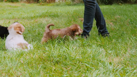 carefree puppies run chase owner