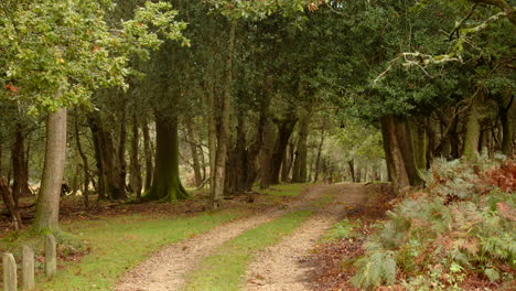 static shot over road track going between trees in the new forest