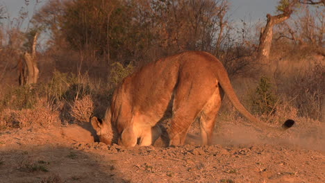 close view of lioness digging in ground in early morning sunlight