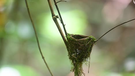 Schwarznackenschnäpper,-Hypothymis-Azurea,-Kaeng-Krachan,-Thailand