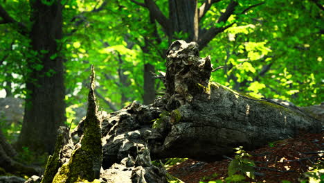 Forest-landscape-with-old-massive-trees-and-mossy-stones