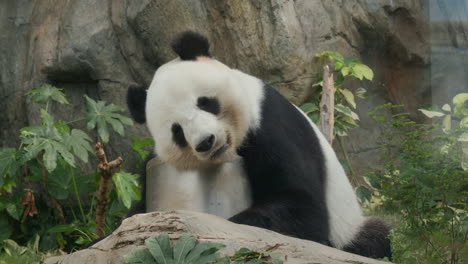 panda in the zoo