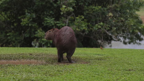 Wild-Capybara-wet-and-muddy-on-hot-summer-day-in-south-america-standing-beside-mud-pond-next-to-river