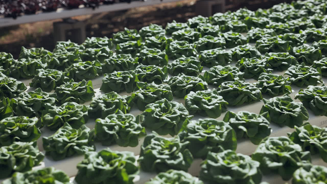 수확 러드 농장