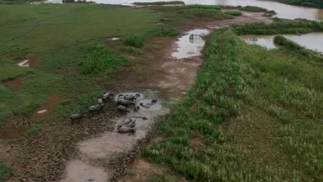 Vista-Aérea-De-Una-Manada-Salvaje-De-Búfalos-De-Agua-Sumergidos-En-El-Barro,-Vietnam