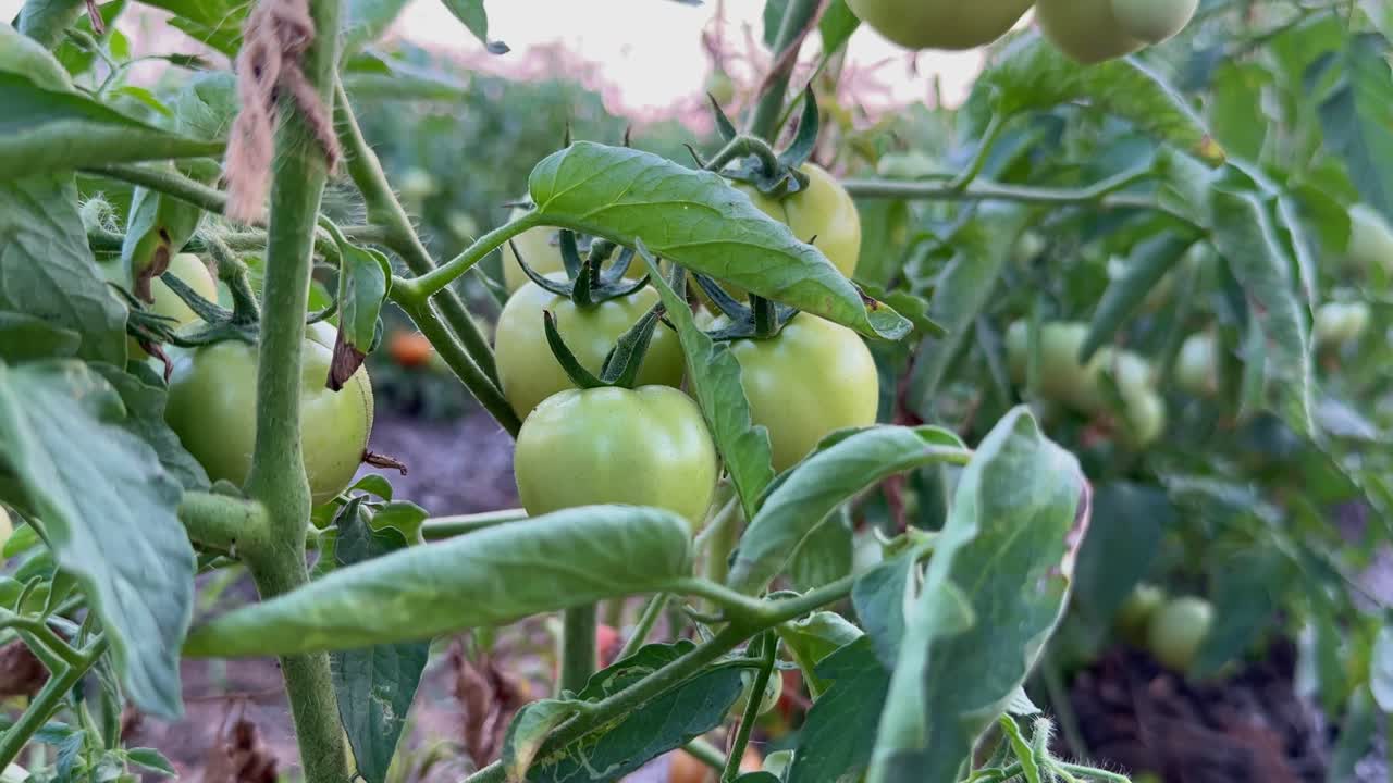 crane up shot of a tomato plant with the fruit