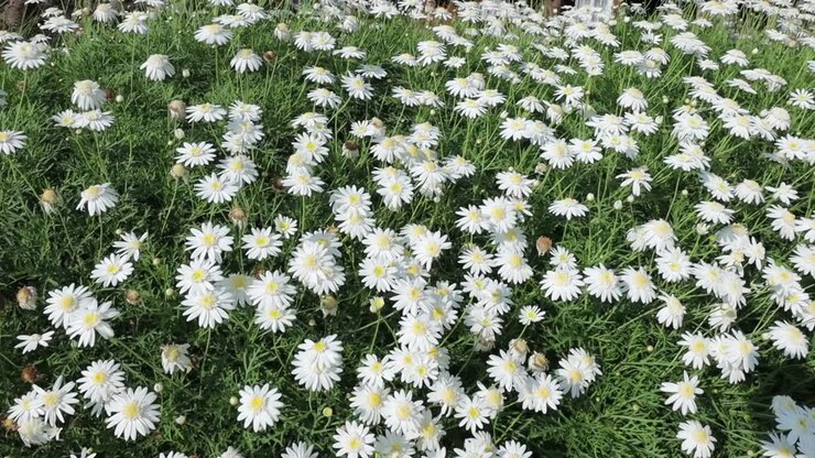 Veduta di un campo di margherite in un prato estivo ventoso