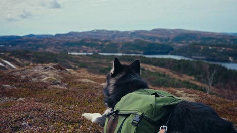 a dog wearing a green hiking pack rests on a hilltop overlooking the scenic reinsjøen lake in åfjord, trøndelag, norway - close up