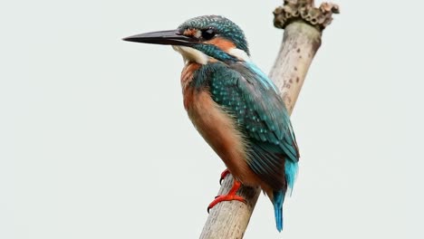 Martín-Pescador-Común,-Alcedo-Atthis