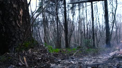 low angle footage of gray or grey ashes burning and smoking in slow motion with smoke during autumn day time. large trees in the background with green moss on the ground. cloudy weather and white sky.