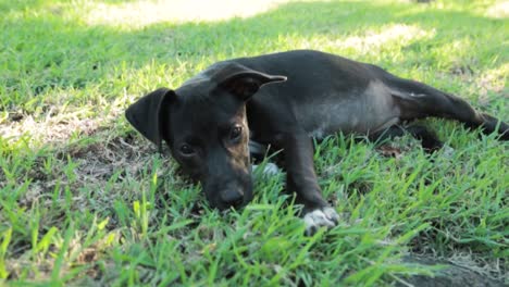 female patterdale terrier puppy lying on the grass at the park - close up