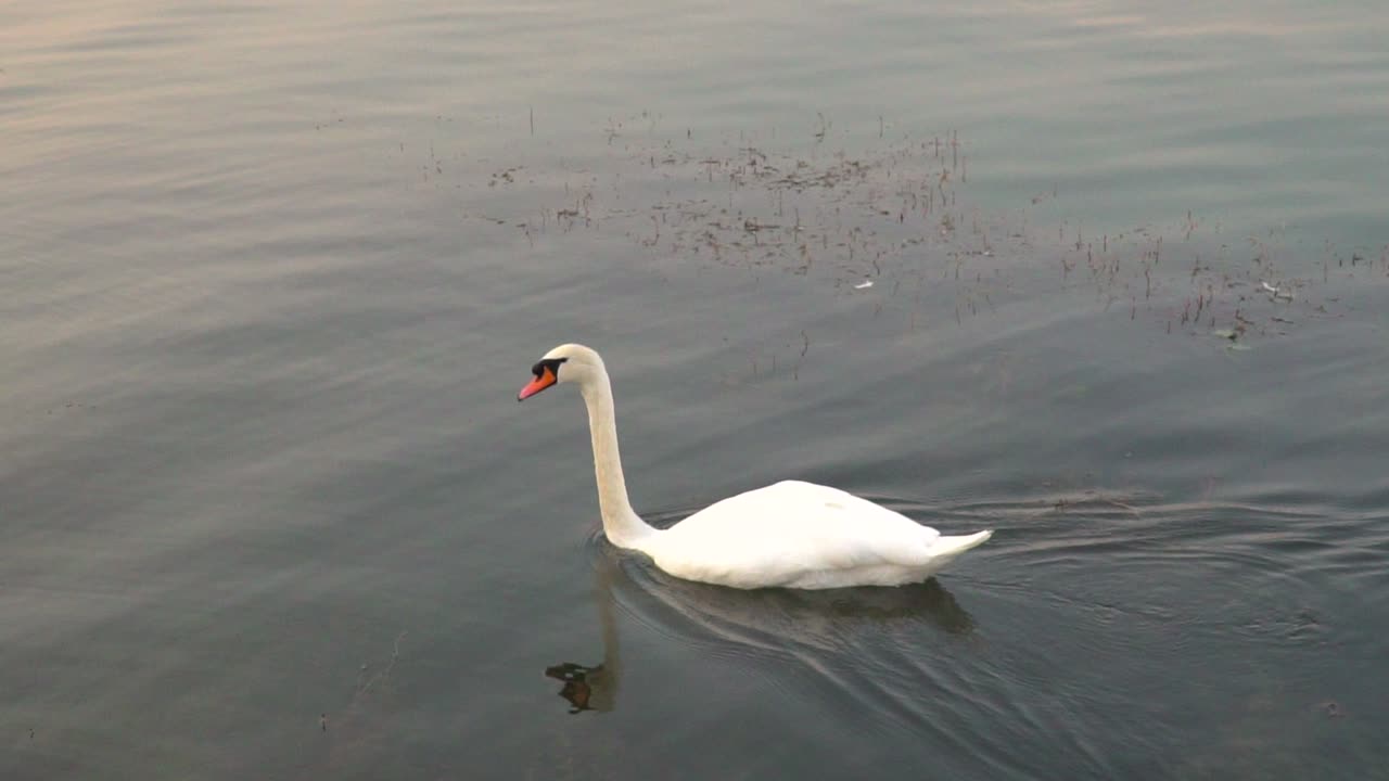 a la izquierda siguiendo la cacerola de cisne blanco nadando en un hermoso lago, buceando bajo el agua en busca de comida a cámara lenta