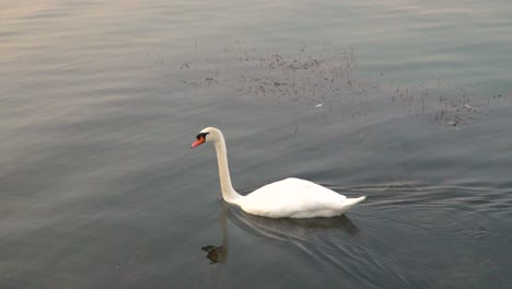 left following pan of white swan swimming in beautiful lake, diving underwater for food slow motion