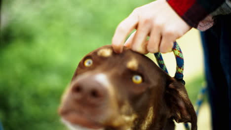 4k-slow-motion-handheld-close-up-of-a-dog-on-a-hiking-trail-in-california