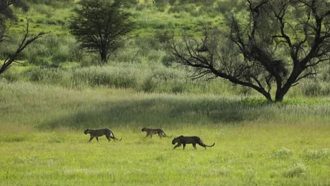 Toma-Amplia-Extrema-De-Una-Leopardo-Hembra-Y-Sus-Dos-Cachorros-Adultos-Caminando-Por-La-Verde-Pradera-Del-Parque-Transfronterizo-Kgalagadi