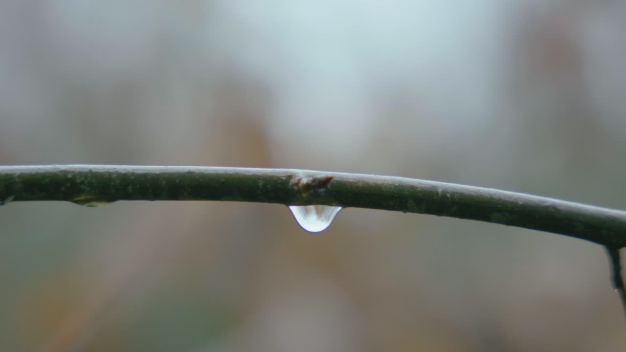 A single water droplet rests on a green twig, symbolizing purity and freshness. Dominant green hues highlight nature's vibrant and serene beauty.