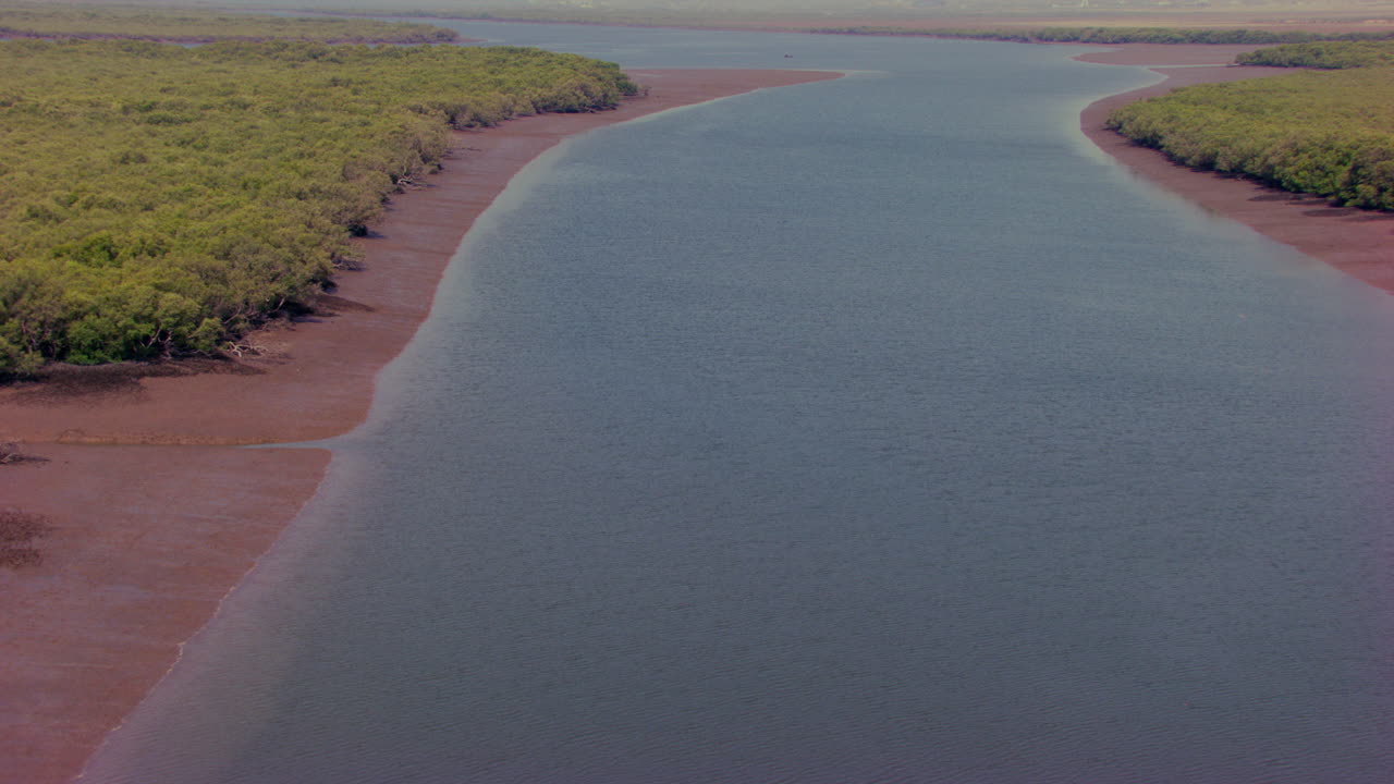 혹독한 해안 조건의 맹그로브 내염성 나무 생활, 공중 비행