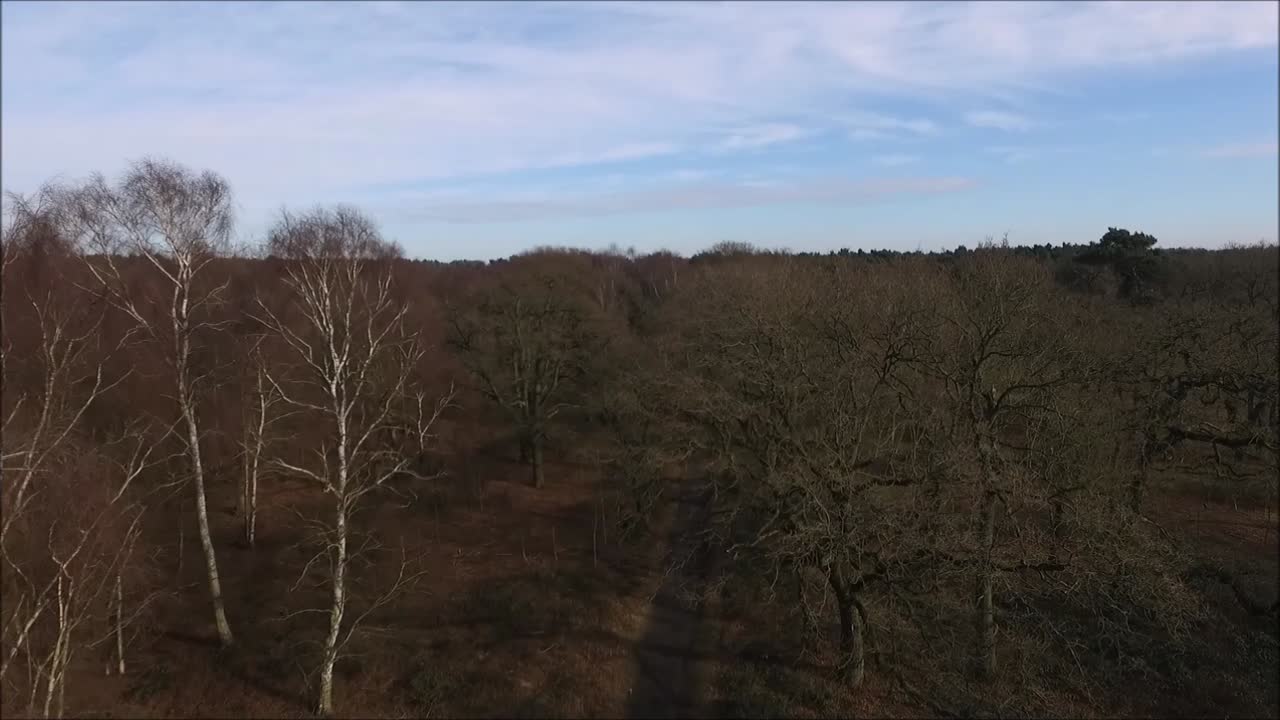 영국의 수천 개의 숲 중 단 한 곳을 비행하는 드론