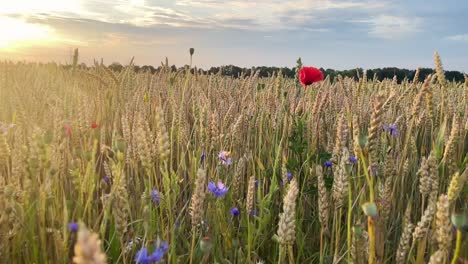 Close-up-of-cornfield-with-poppy-flowers-during-a-romantic-sunset