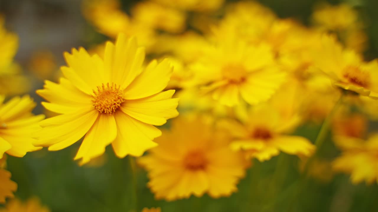 Yellow flowers background. Wild flowers are swaying by wind in summer. Beautiful blooming plants in wildlife. Close-up.