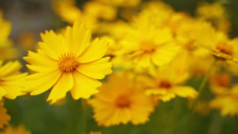yellow flowers background. wild flowers are swaying by wind in summer. beautiful blooming plants in wildlife. close-up.