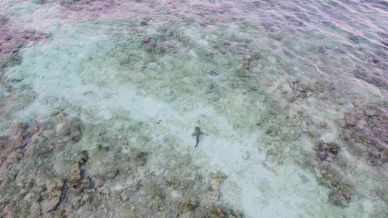 En drone nærmer sig og tipper ned for at følge en revhaj, der dukker op på den sandede bund af det åbne hav