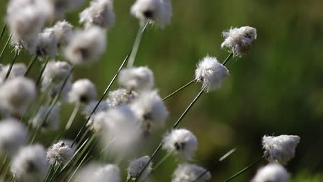 hierba de algodón de cola de liebre, hierba de algodón de mechón, hierba de algodón de cola de liebre, eriophorum vaginatum en el período de floración