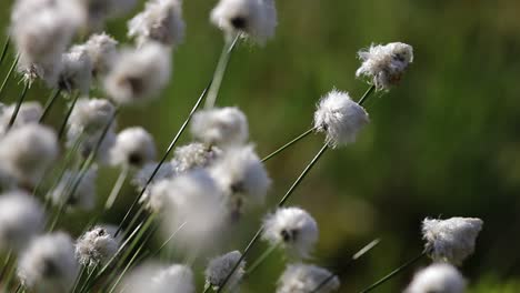 hare's-tail cottongrass, tussock cottongrass, hare's-tail cottongrass, eriophorum vaginatum at blooming period