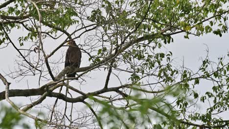 Camera-zooms-out-revealing-this-individual-right-behind-branches,-Crested-Serpent-Eagle-Spilornis-cheela,-Thailand