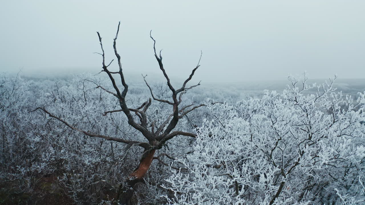 Dry brown tree among white trees in winter. Beautiful landscape of snowy trees in the forest. Winter time.