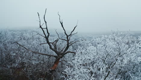 Dry brown tree among white trees in winter. Beautiful landscape of snowy trees in the forest. Winter time.