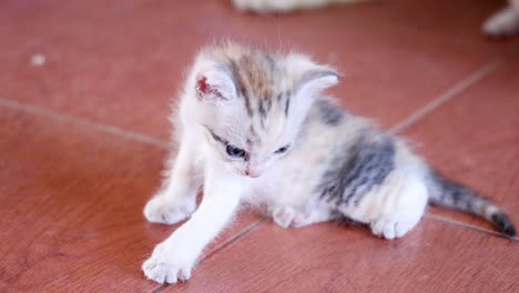 kitten moves around, playing and exploring.