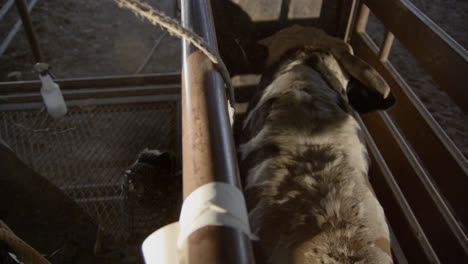 El-Toro-De-Rango-Empuja-Hacia-Adelante-Mientras-Un-Vaquero-Se-Quita-La-Cuerda-Después-De-Un-Evento-De-Rodeo-En-El-Campo.