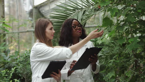 Scientists Examine Plants in a Greenhouse